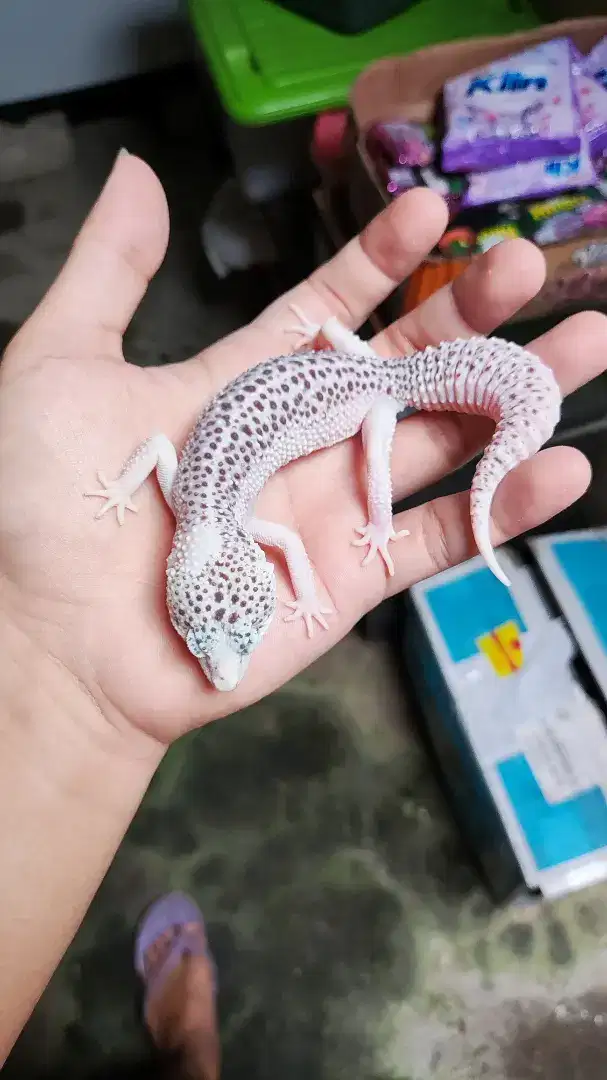 *Super Snow Eclipse(PIED)* || Leopard Gecko