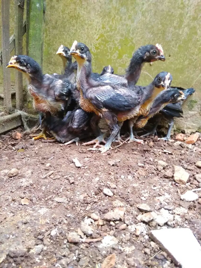 Ayam pelung usia 1 bulan