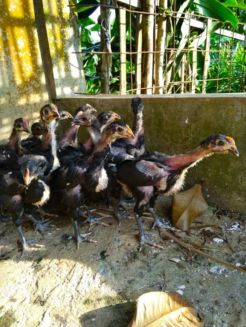 Ayam pelung 10ekor usia 1,5bulan