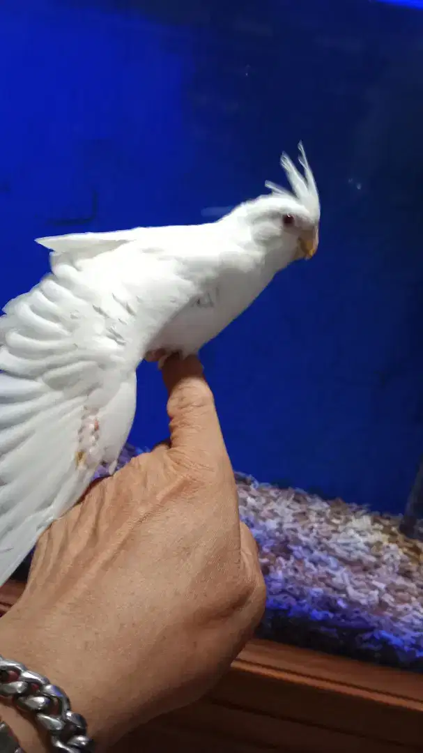 Falk albino jinak mata merah