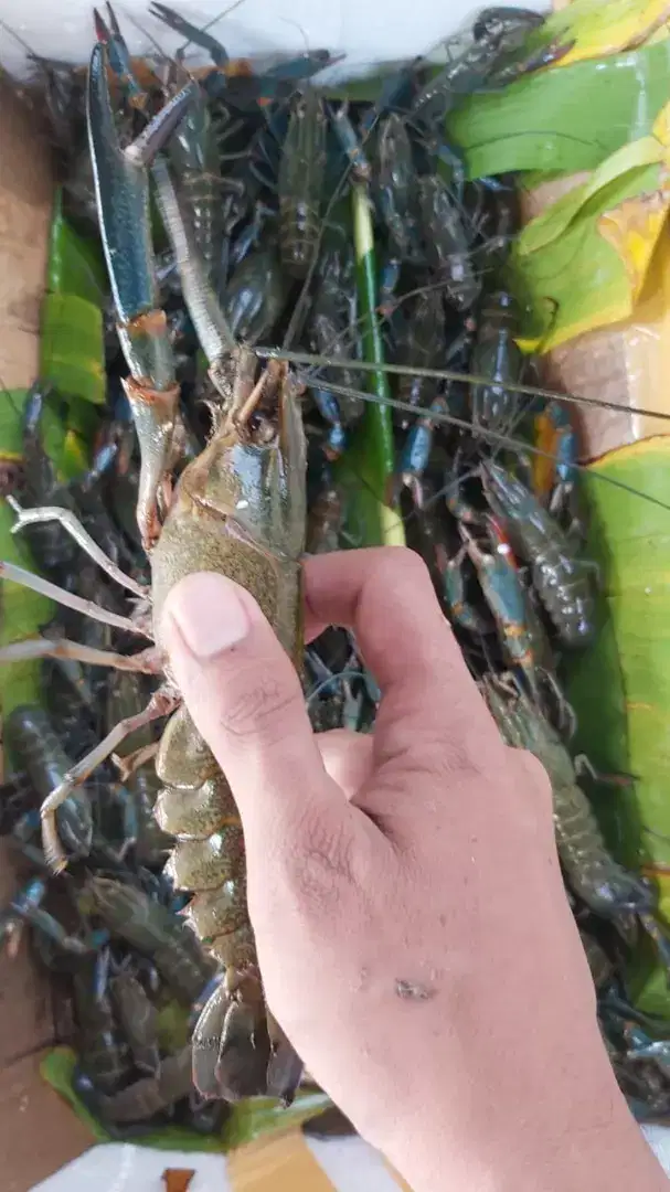 Jual lobster air tawar untuk konsumsi