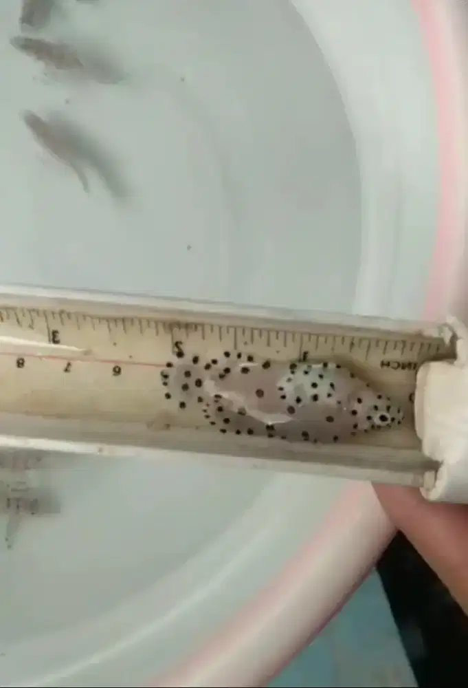 Bibit kerapu tikus/bebek