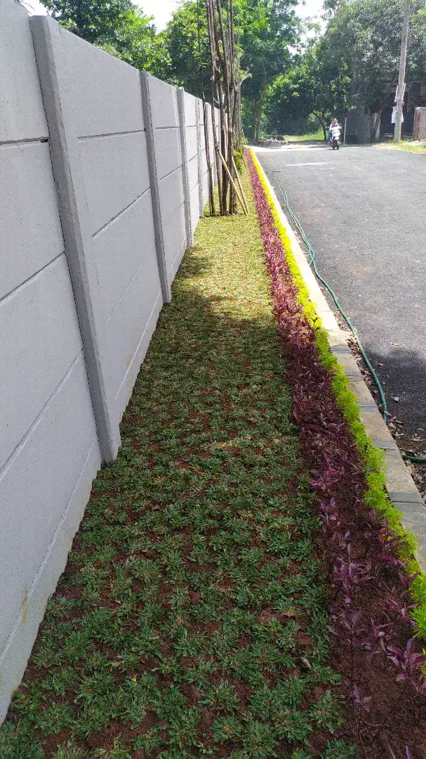 Tukang taman jual rumput gajah mini