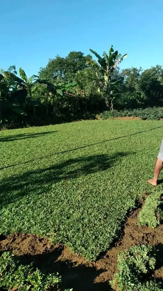 Rumput gajah mini murah