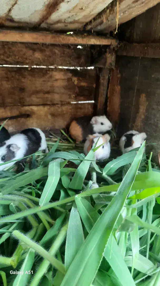 Marmut lokal anakan