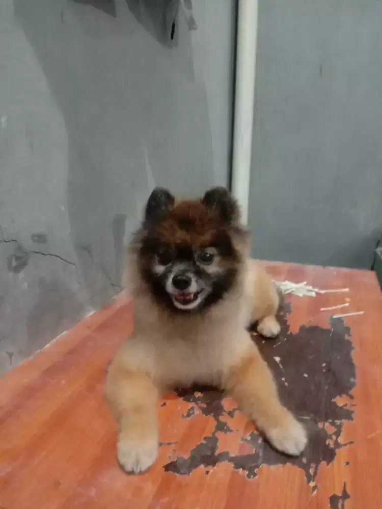 Home servise / House call untuk Dogy dan kucing