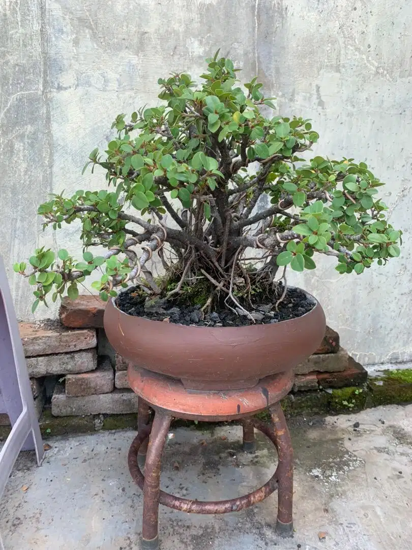 Bonsai Beringin Dolar