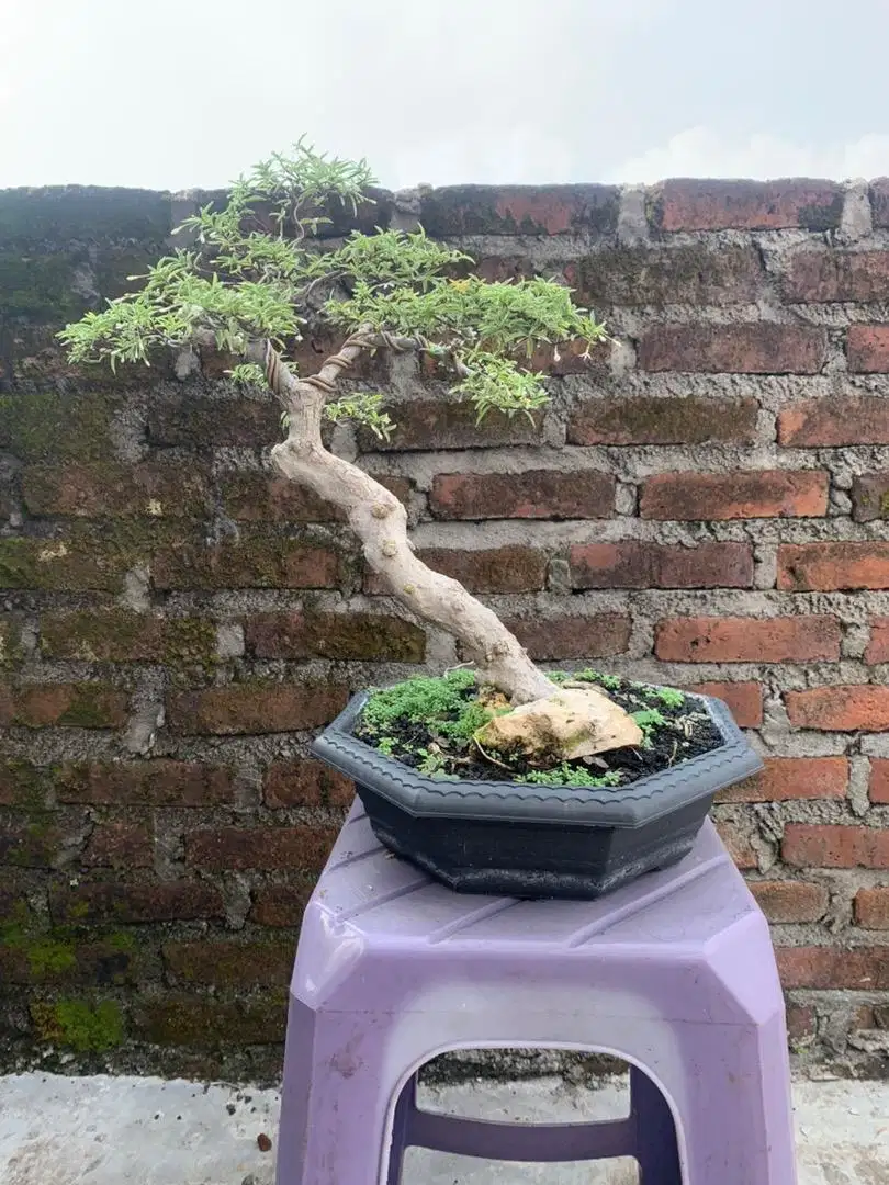 Jual Bonsai Anting Putri