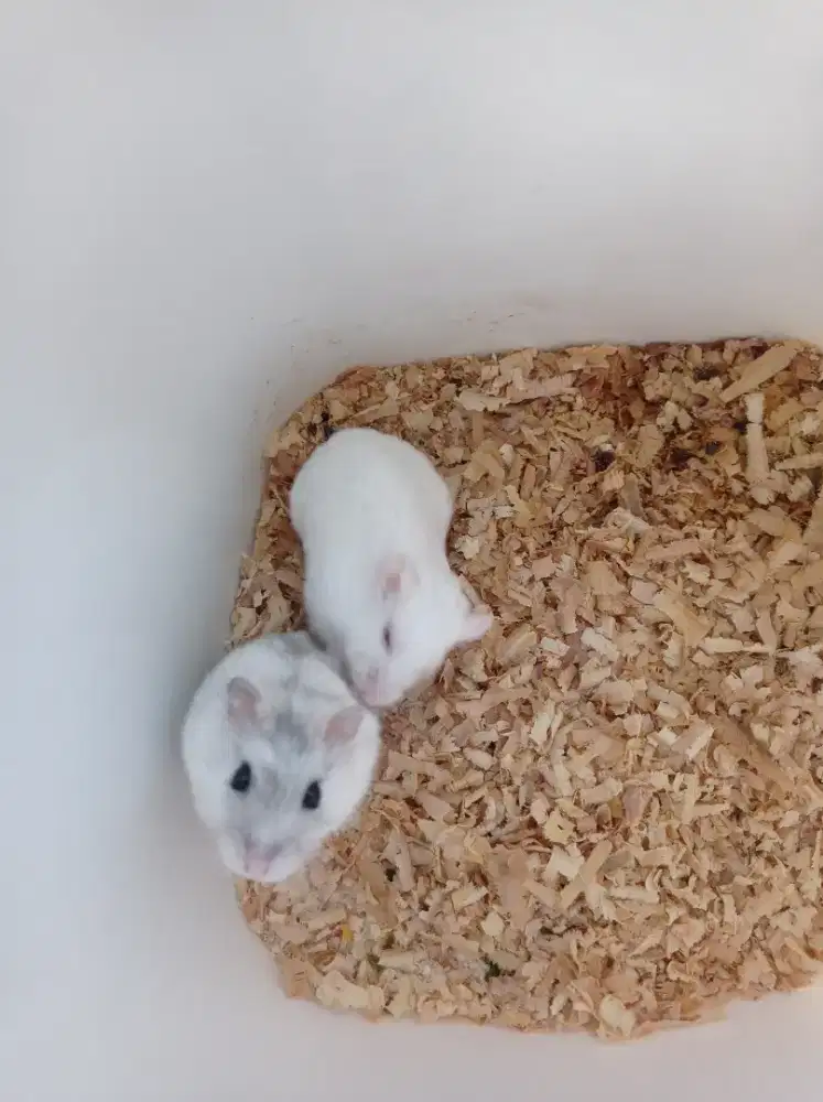 Hamster winter white