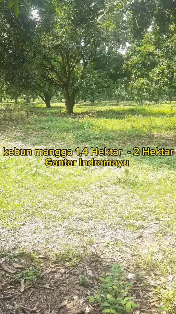 kebun mangga 1.4 Ha - 2 Ha 85rb/m2 Gantar Indramayu