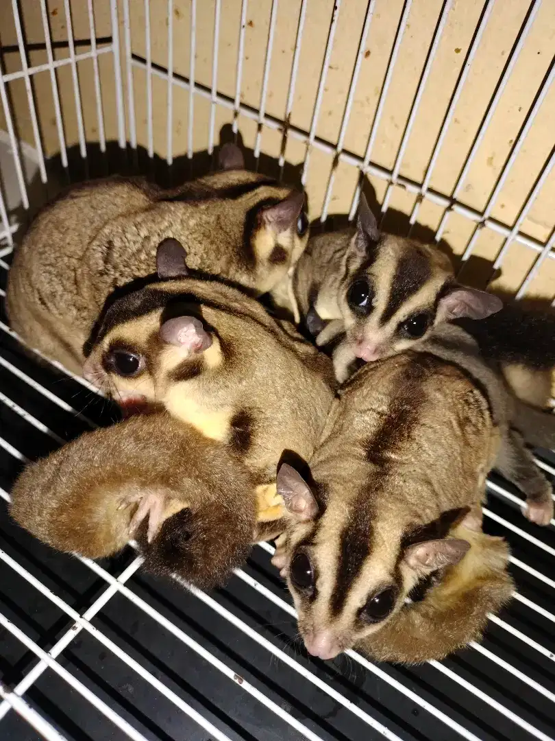 Sugar glider classic grey jantan dewasa