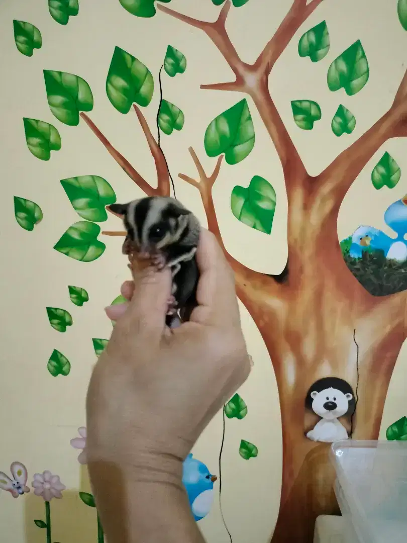 Sugar glider Joey Classic grey jantan