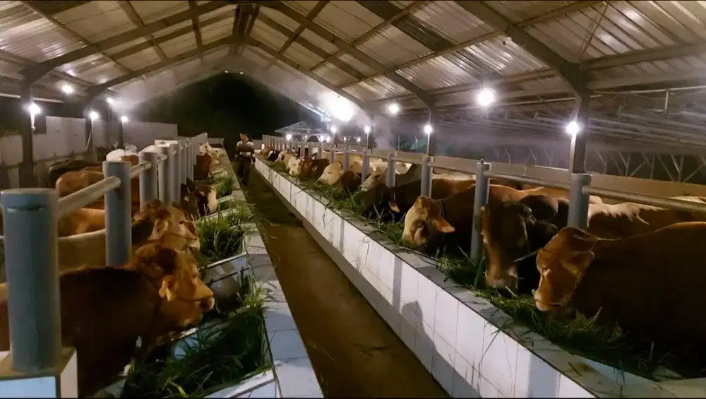 Sapi QURBAN & Sapi Potong