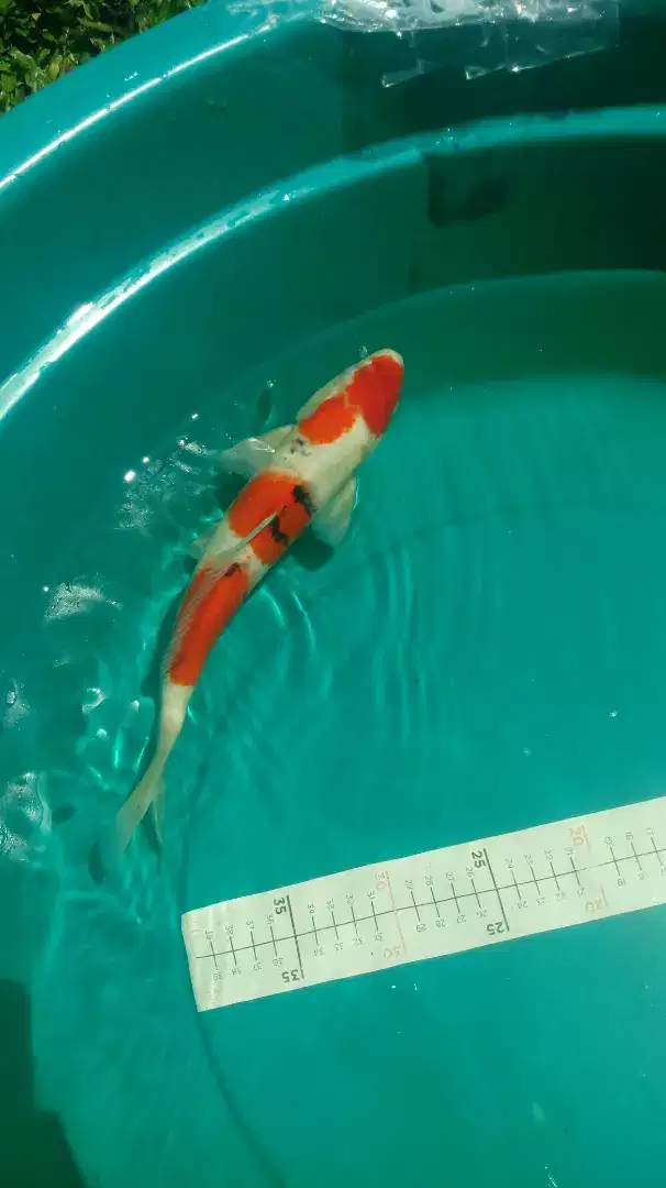 Ikan koi Sanke pola maruten 34cm