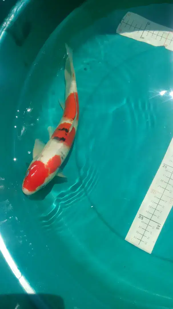 Ikan koi Sanke maruten 34cm