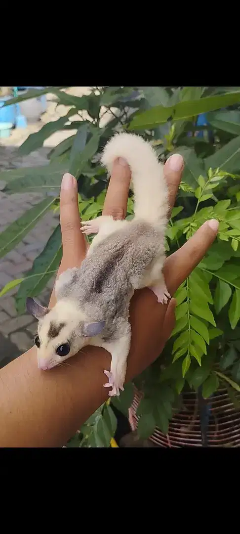 Sugar Glider Mozaik