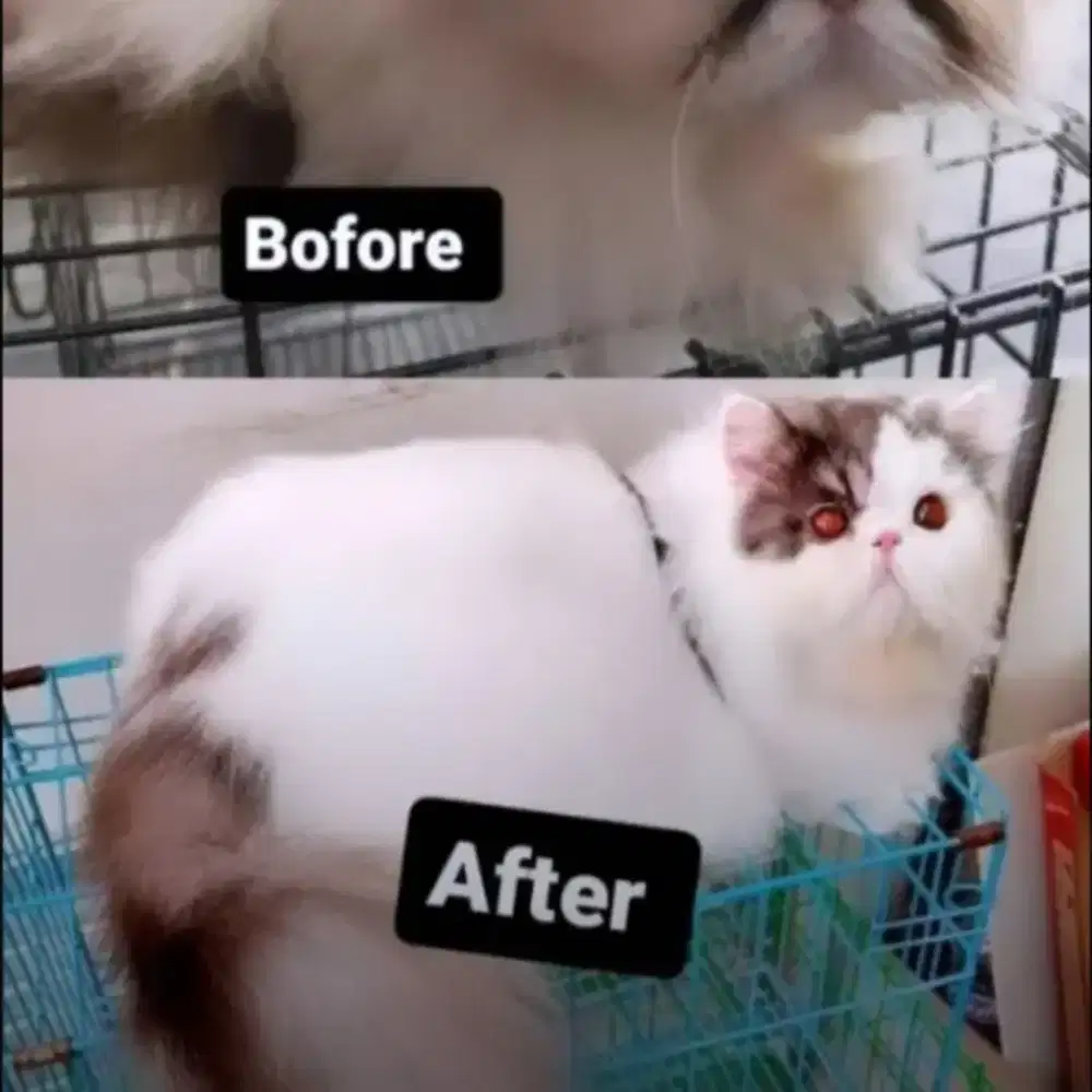 Grooming cat&dog panggilan jakarta tangerang_SERPON-UTARA