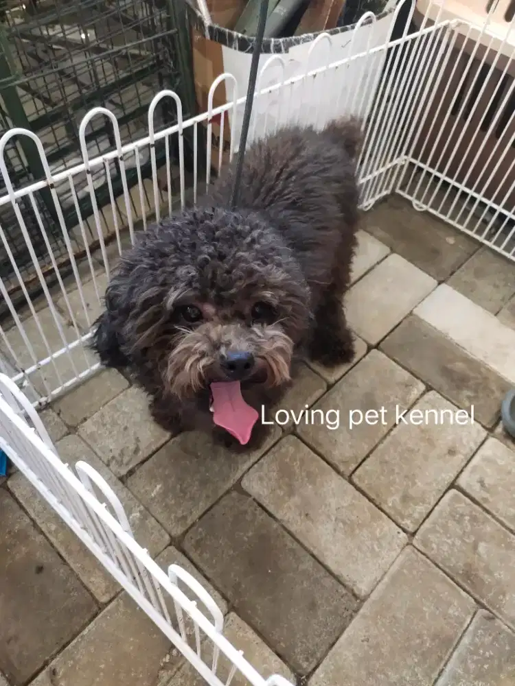 Open stud Dark Silver Poodle pacak