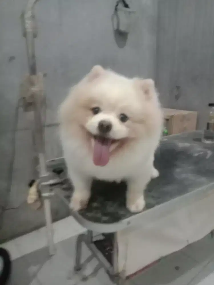 Grooming House Call ( Home servise) atau
Dog Walkers & Kennel Boy.