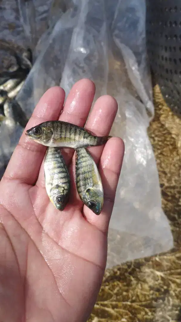 Baby fish ikan nila