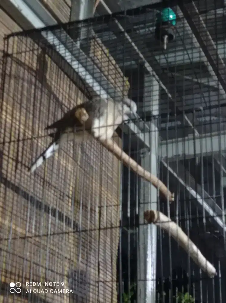 Tekukur kuk-2 rawatan