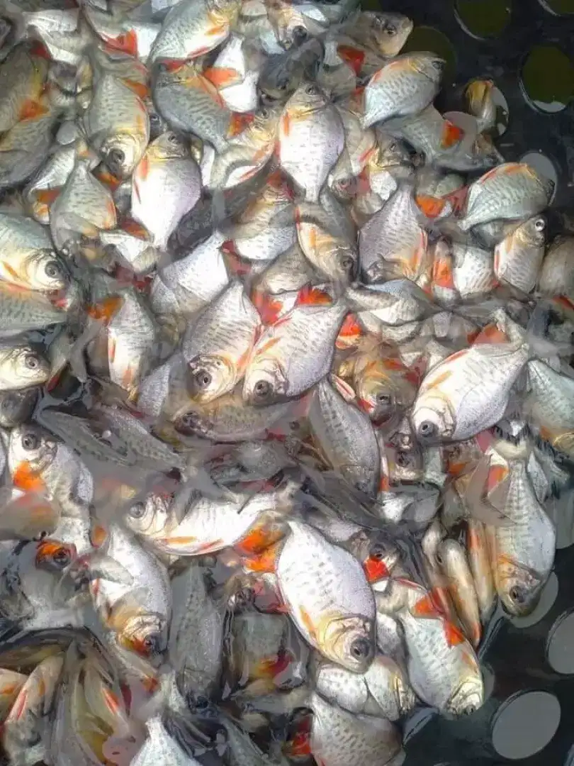 Bibit ikan Bawal Cianjur