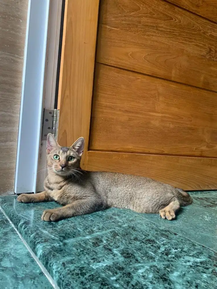 Kucing abyssinian