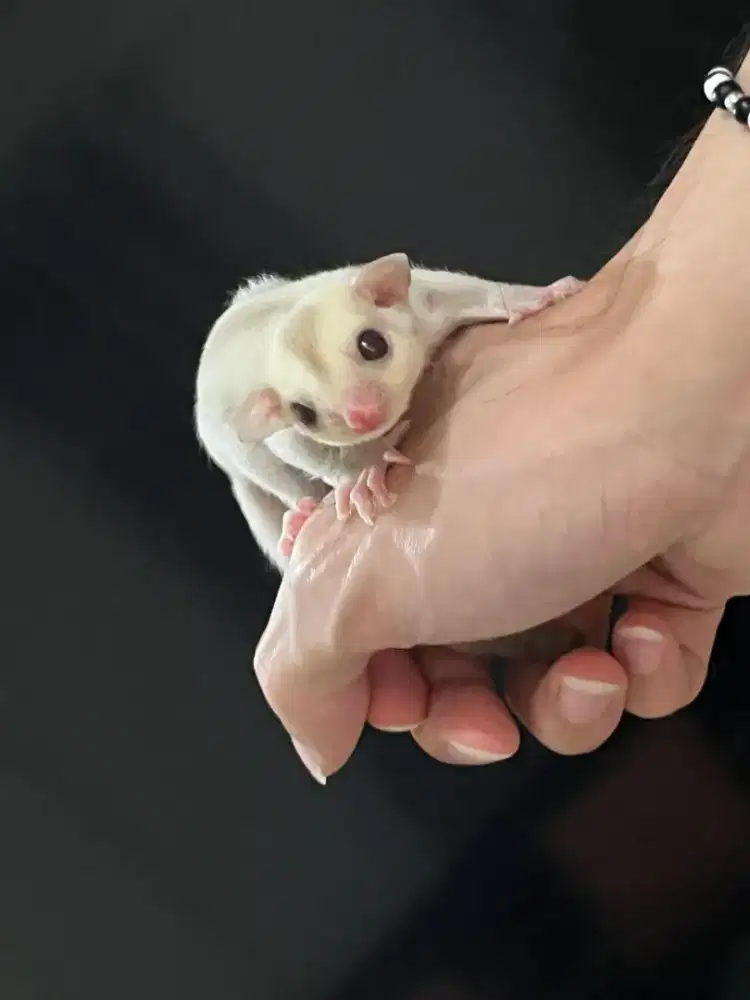 SUGAR GLIDER Creamino Joey BETINA Kualitas Baik jinak