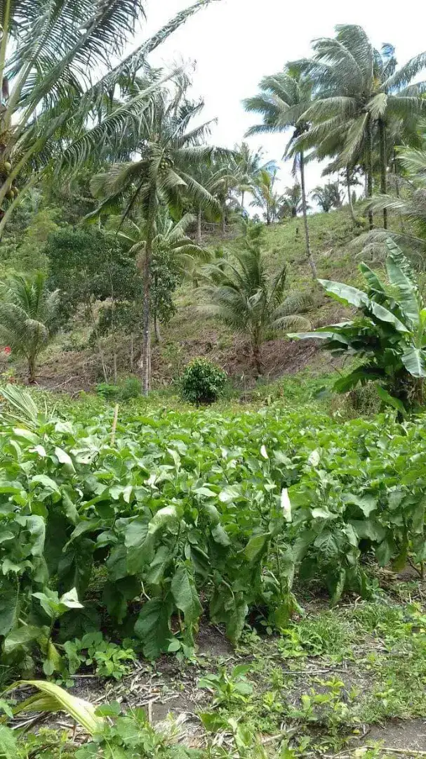 Tanah murah 33  hektar harga investasi