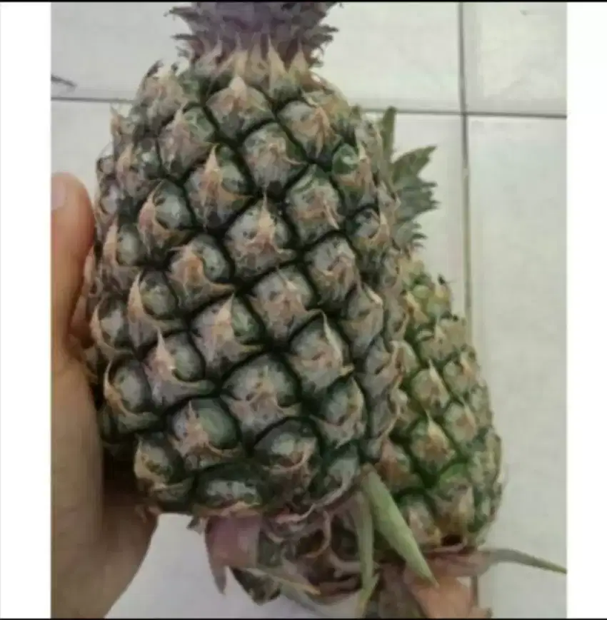 Nanas muda pelancar haid