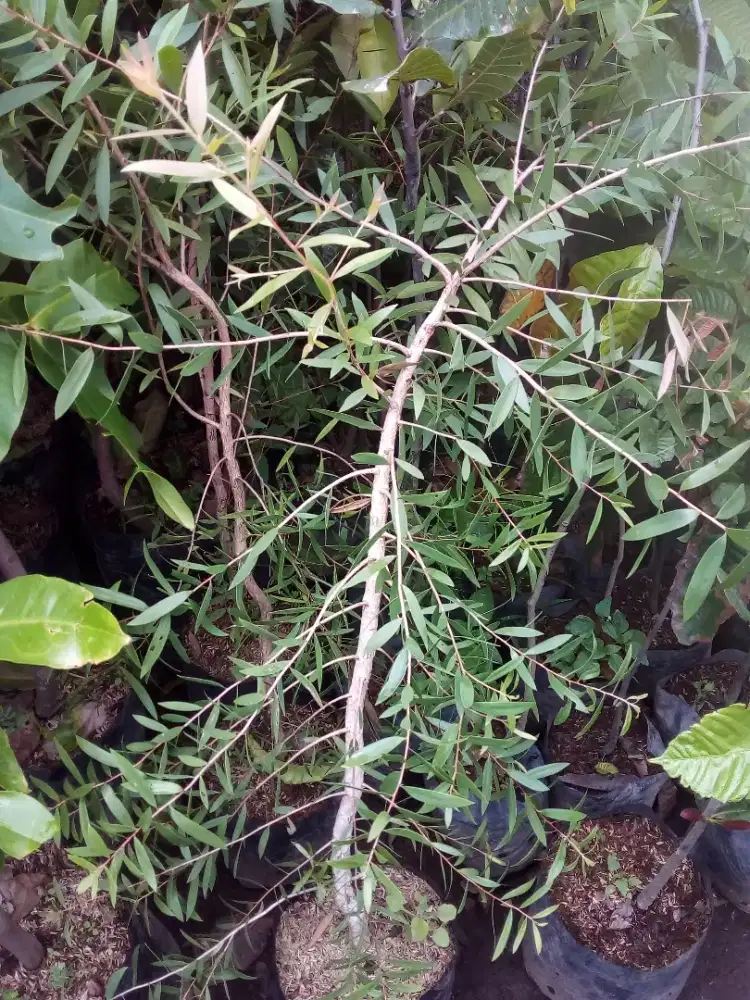 Grosir aneka tanaman herbal banyak manfaatnya