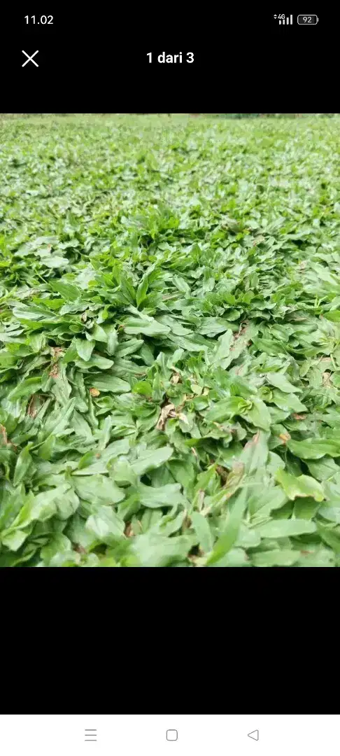 Jual rumput gajah mini 1mtr persegi