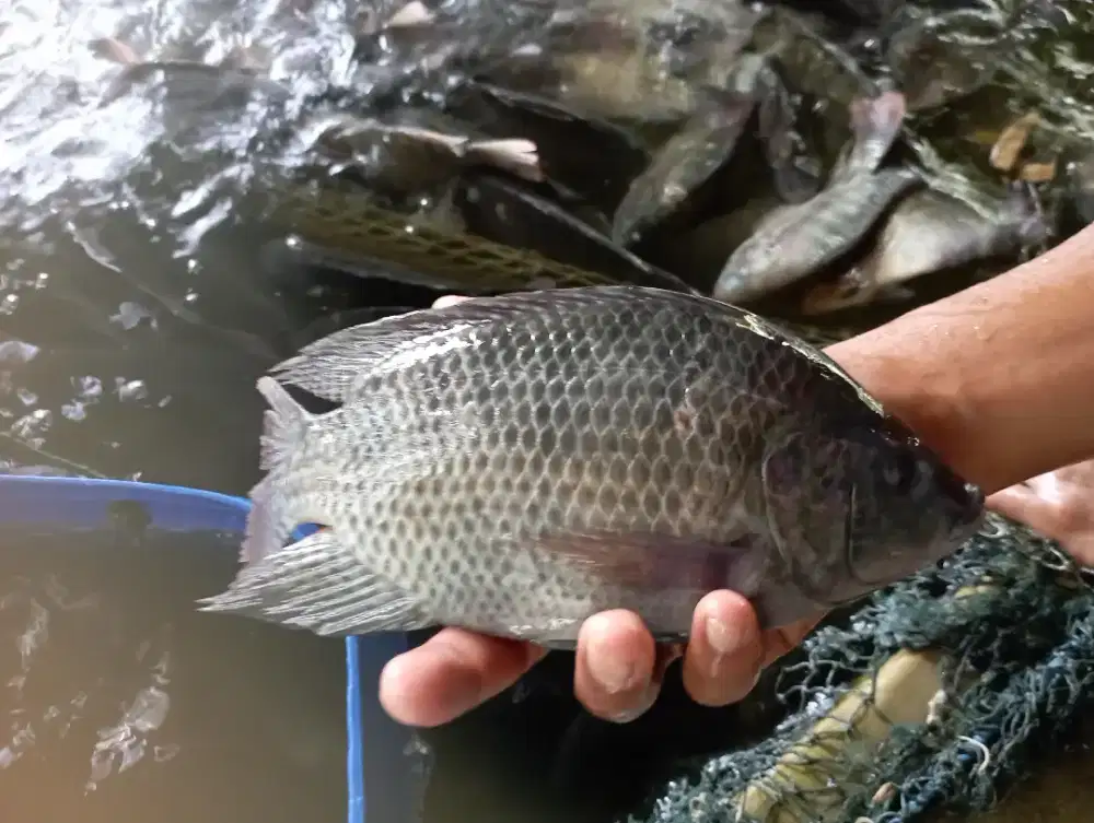 Bismillah Ready Stok Nila Konsumsi