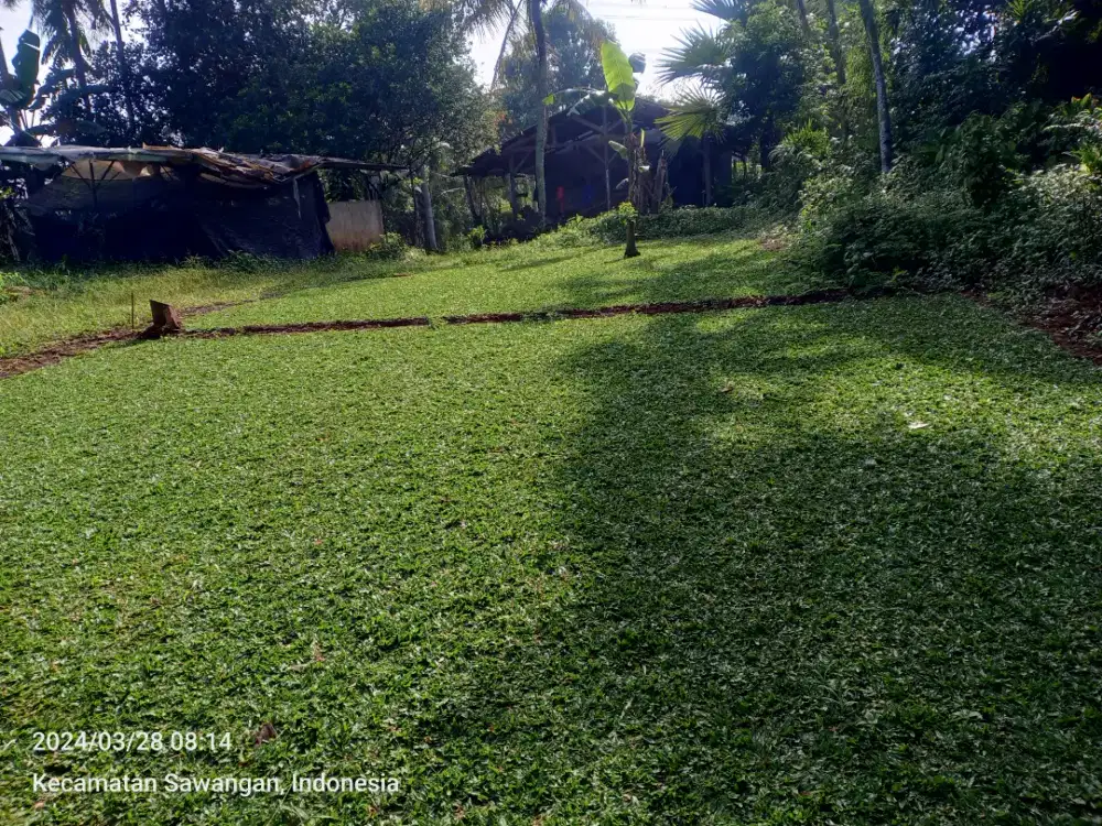 Rumput gajah mini /meter harga petani