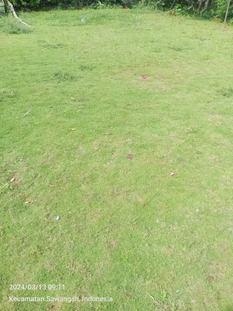 Rumput jepang/Peking harga per meter