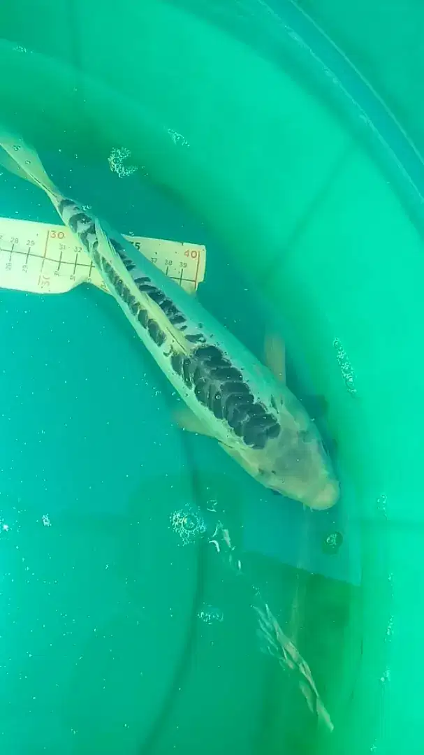 Ikan koi Shushui asal Blitar uk 31cm