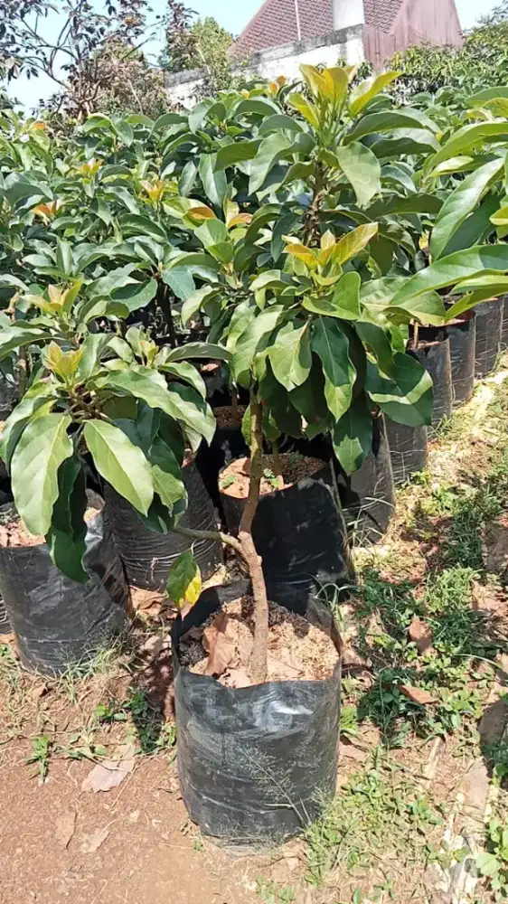 Menjual pohon apuket mentega dan Miki,aligator