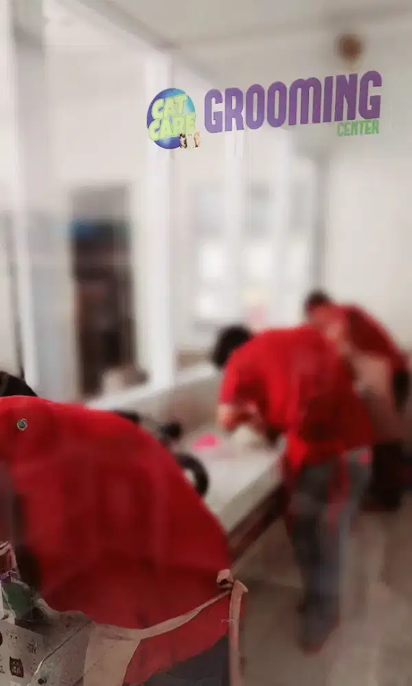 Urgent profesional Groomer khusus kucing