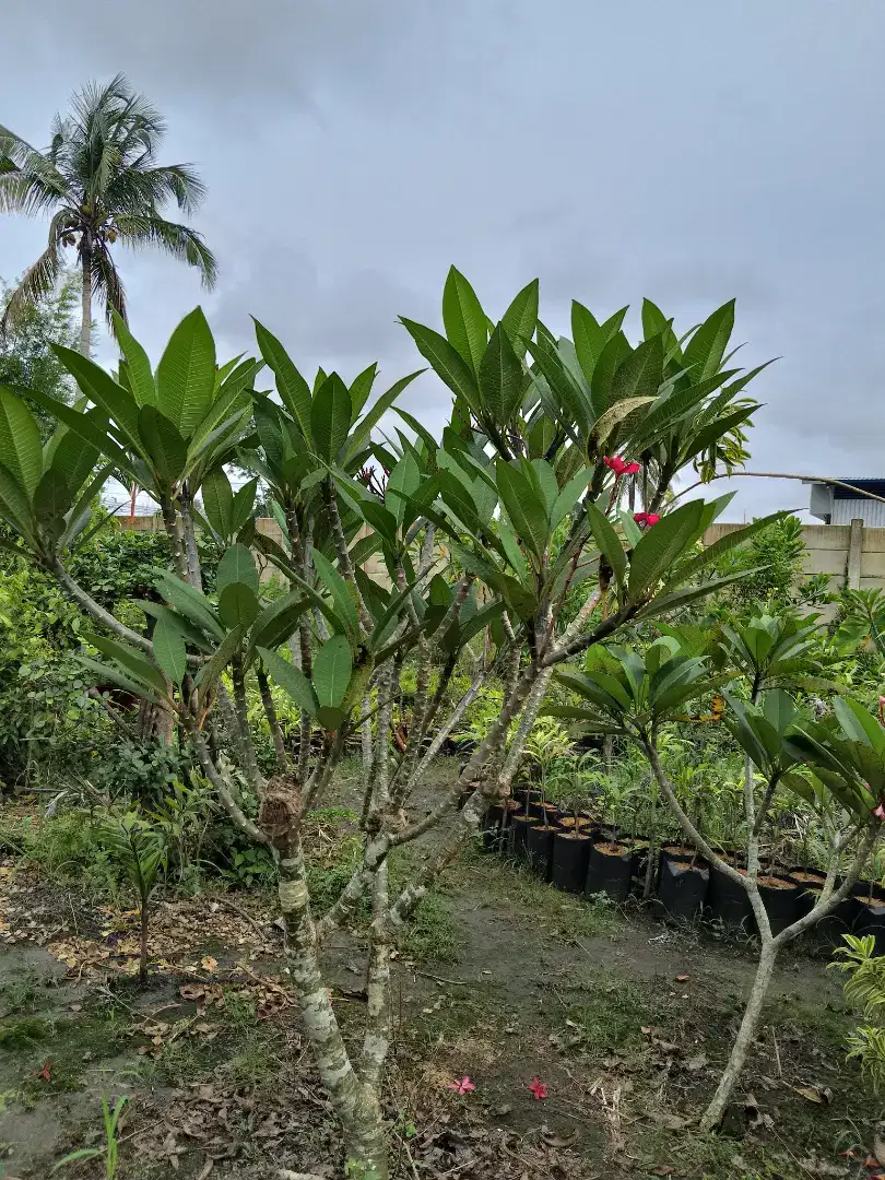 Kamboja merah ,pink,kuning,putih