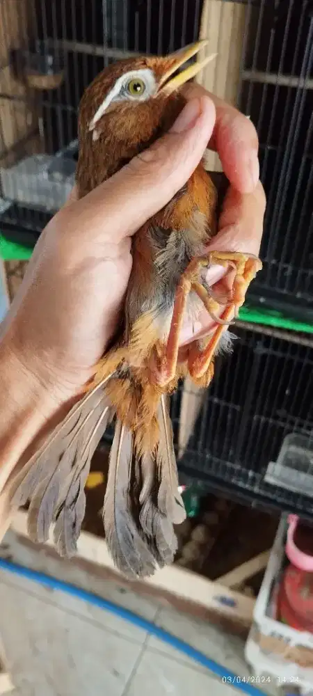 Wambi whamei  wambi pur mulus big