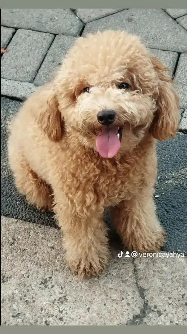 Poodle jantan 2 tahun