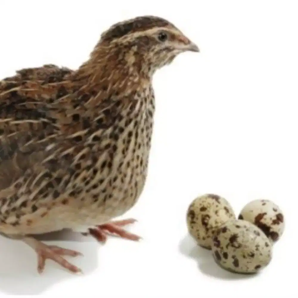 Puyuh petelur untuk ternak