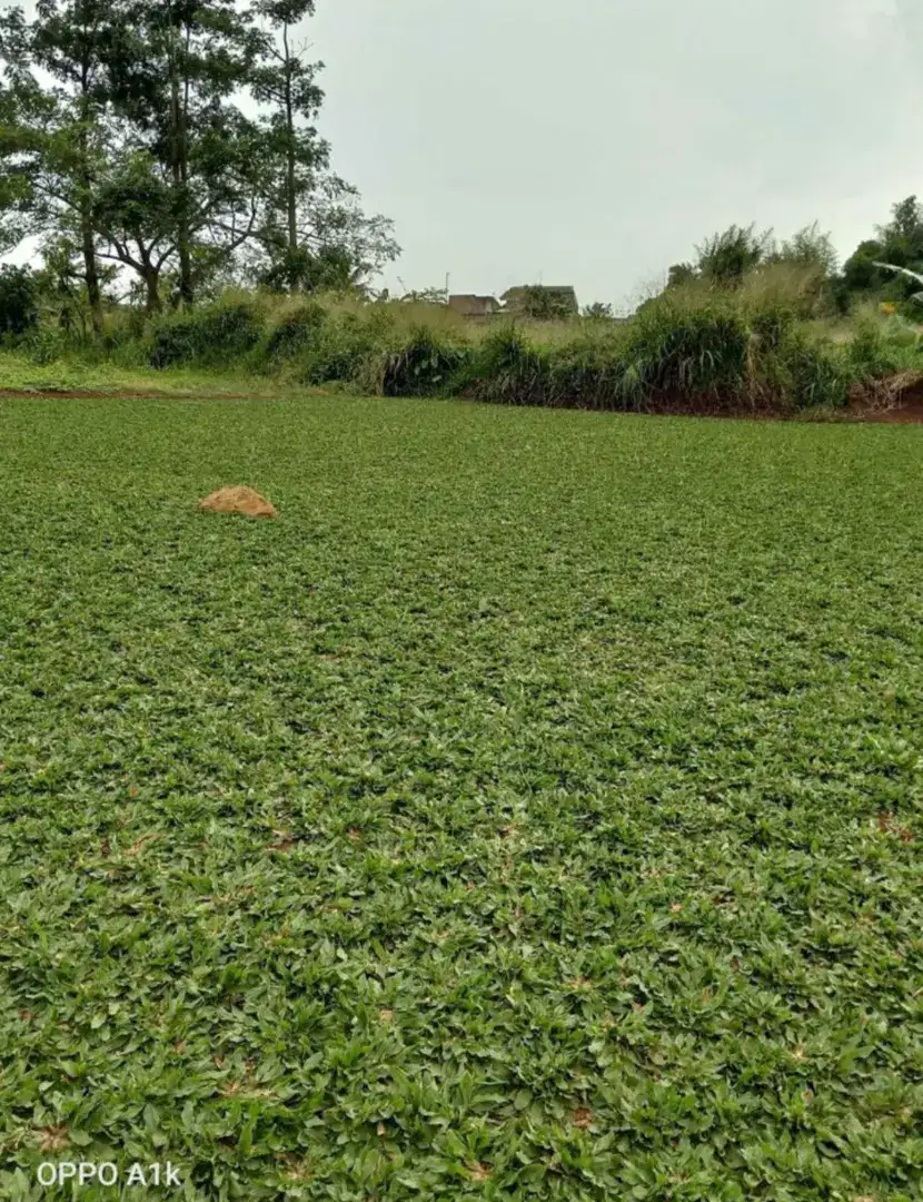 Rumput taman gajah mini