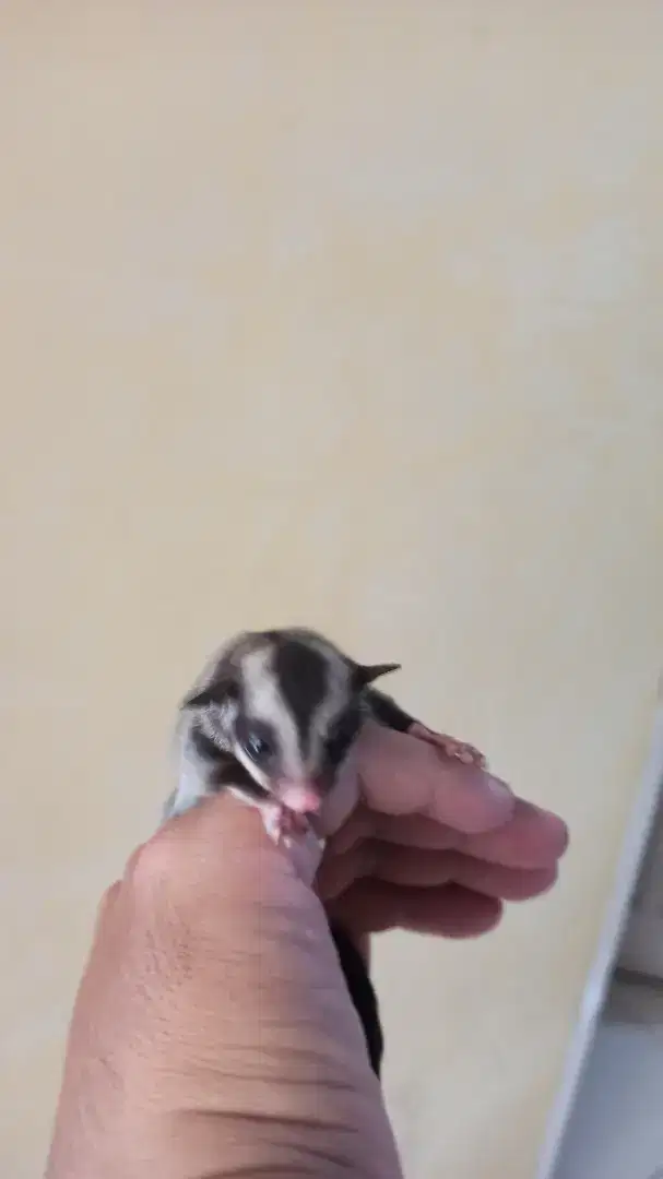 Sugar Glider CG het WF