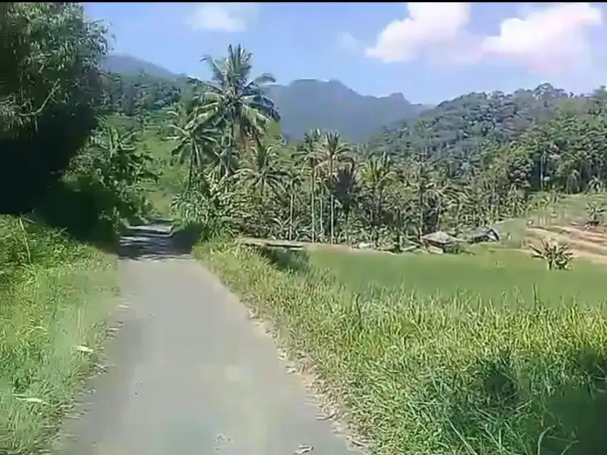 Sawah Subur 2100 m2 90rb/ m2 view pesawahan Ciater Subang