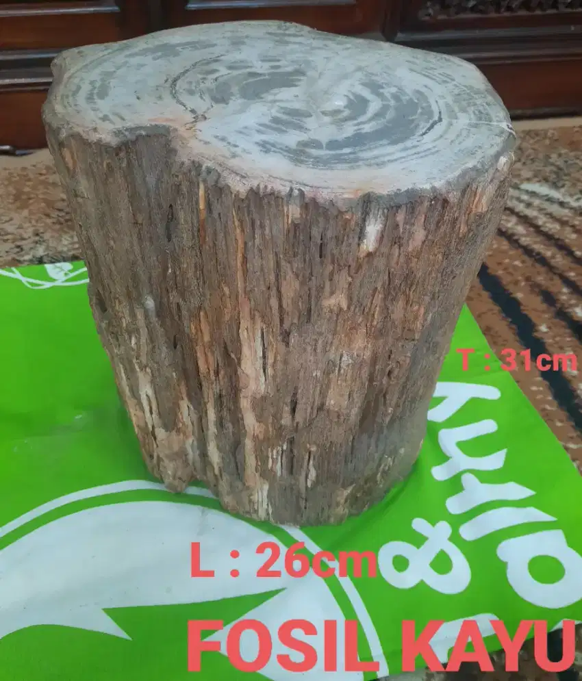 FOSIL KAYU ASLI