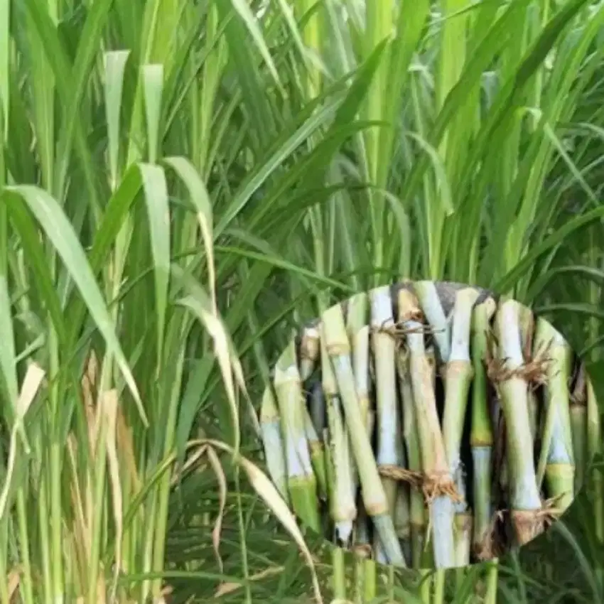 Makanan Ternak Rumput gajah bibit rumput