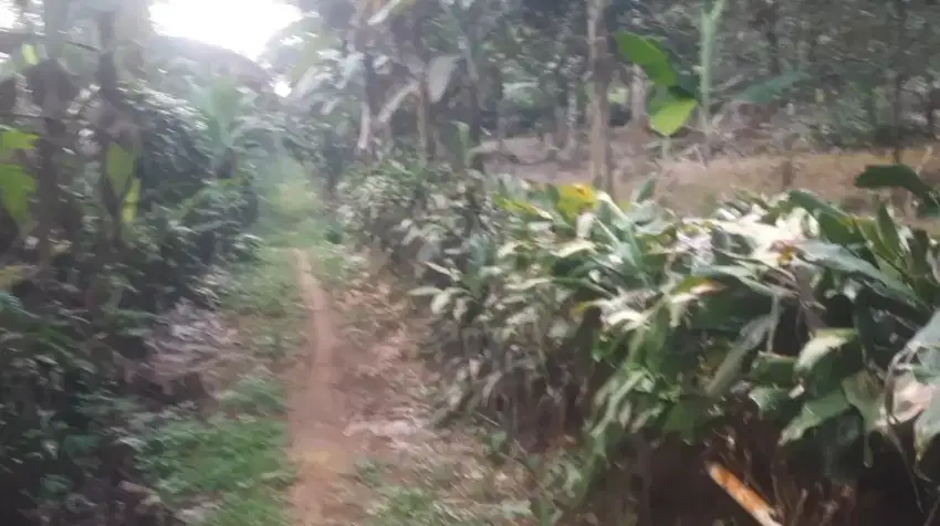 Kebun 1 Hektar durian 70 pohon & 50 manggis