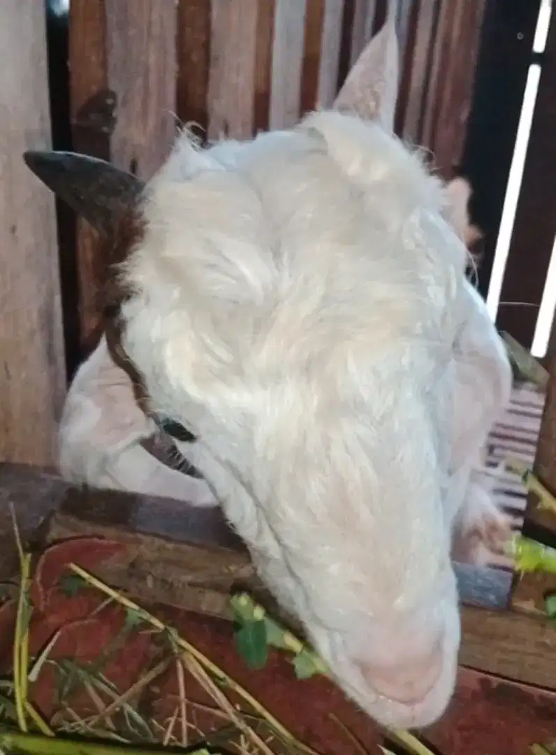 Kambing tanduk langka warna hitam putih