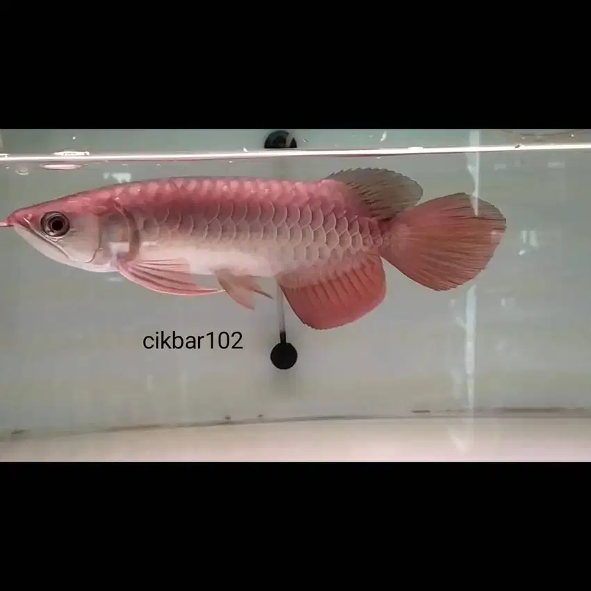 Arwana golden red arowana Super Red